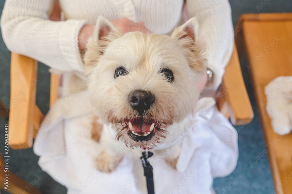 Happy therapy dog on lap of adult person in retirement care home