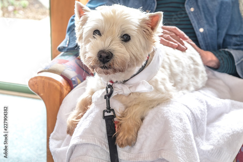 Therapy pet dog visiting retirement care home - westie is on lap of elderly senior person photo