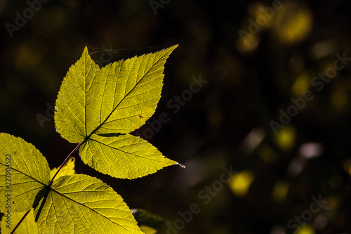 Green yellow Autumn leaf on a dark background with backlight.