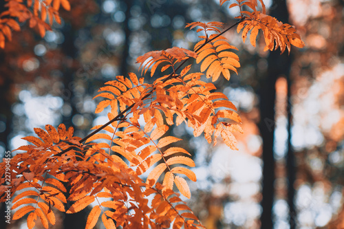 Close up of rowan branch in an autumn forest. Nature background. photo