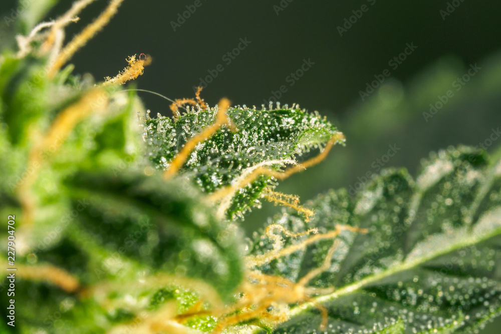Naklejka premium Abstract macro detail of cannabis bud with visible hairs and trichomes. Cultivation of hybrid varieties of Indica and Sativa medical universities.