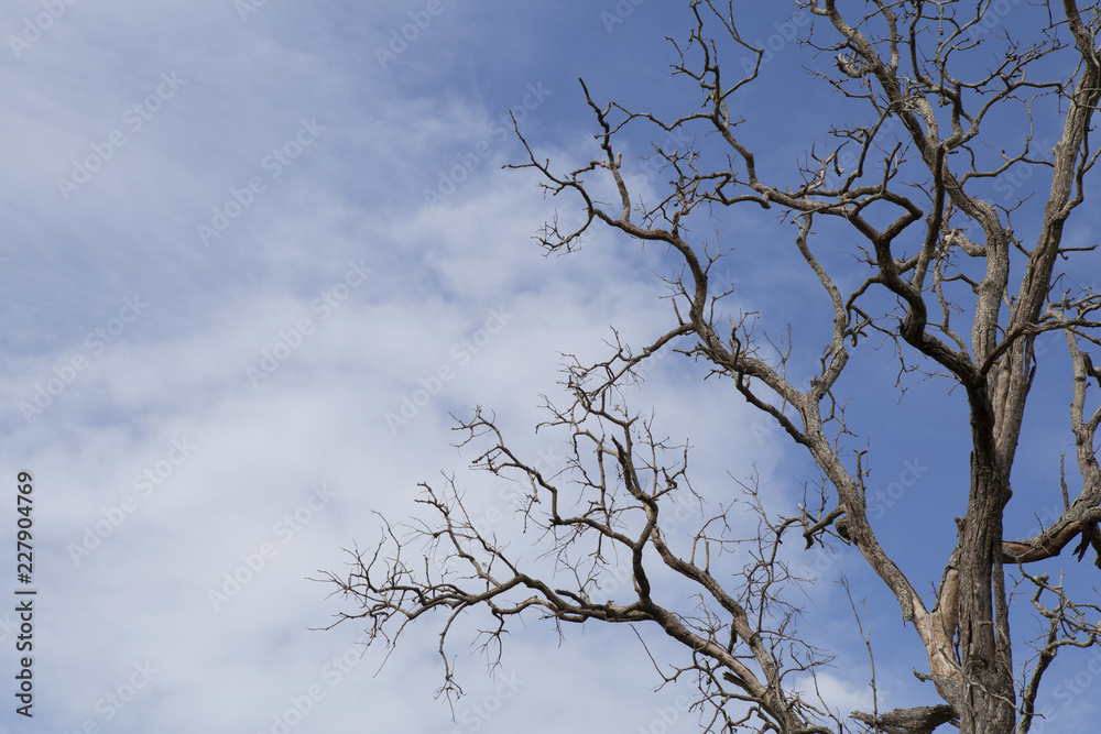 Dead branches with sky background. Dead branches with sky background.