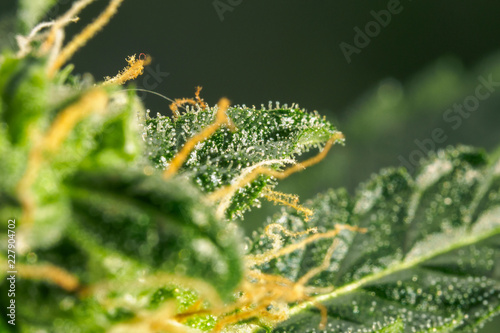Abstract macro detail of cannabis bud with visible hairs and trichomes. Cultivation of hybrid varieties of Indica and Sativa medical universities.