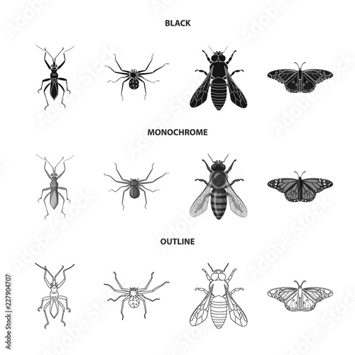Vector design of insect and fly icon. Collection of insect and element vector icon for stock. © Svitlana