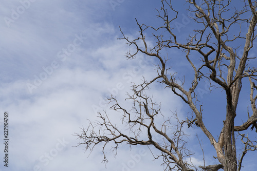 Dead branches with sky background. © krsprs
