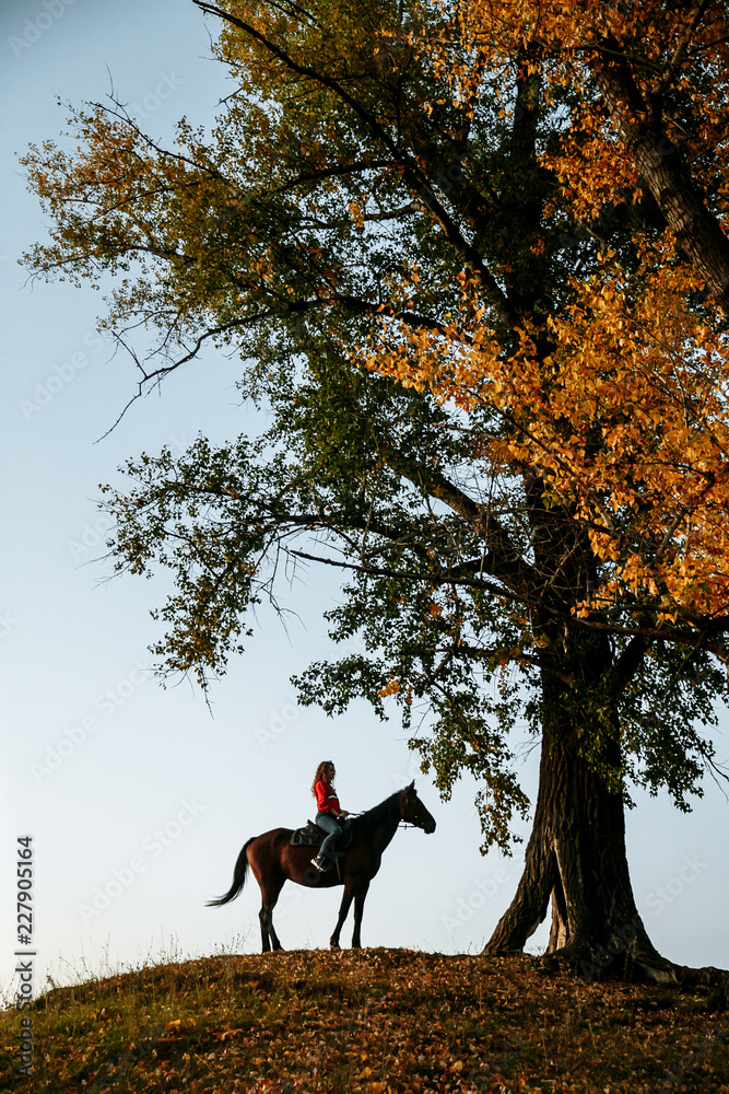 Fototapeta premium silhouette of a woman riding a horse in a field near a tree. Beautiful sunset sky in the background