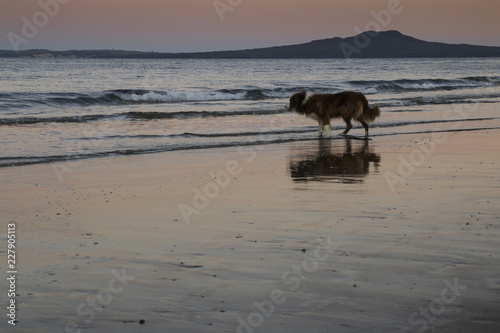 Dog on sunset beach