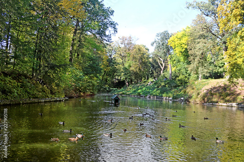 Pond with ducks in autumn park  Oleksandriya  in Bila Tserkva  Ukraine