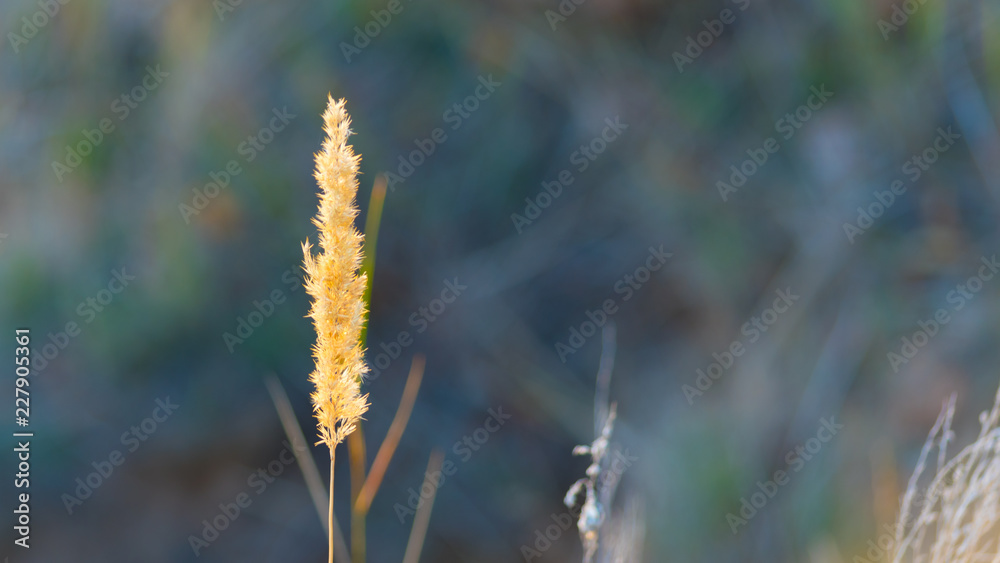 spike of grass on a blurred background spike of grass on a blurred background