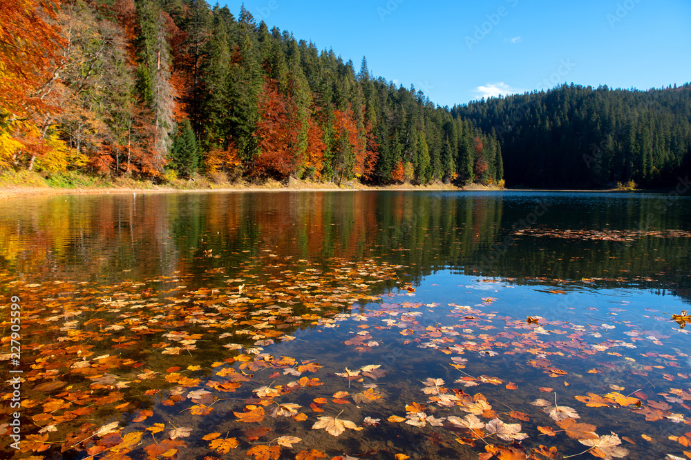 Obraz premium Perfect autumn tree reflections in lake