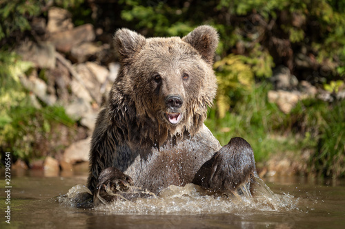 Bear (Ursus arctos) in lake