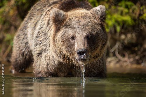 Bear (Ursus arctos) in lake