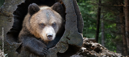 Close up bear cub portrait