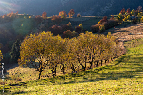 Beautiful landscape with magic autumn trees and fallen leaves in the mountains