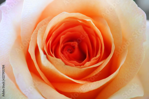 Beautiful orange rose. Close up