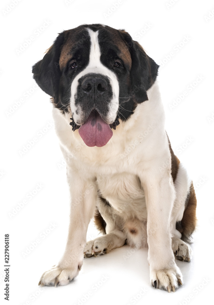 saint bernard in studio