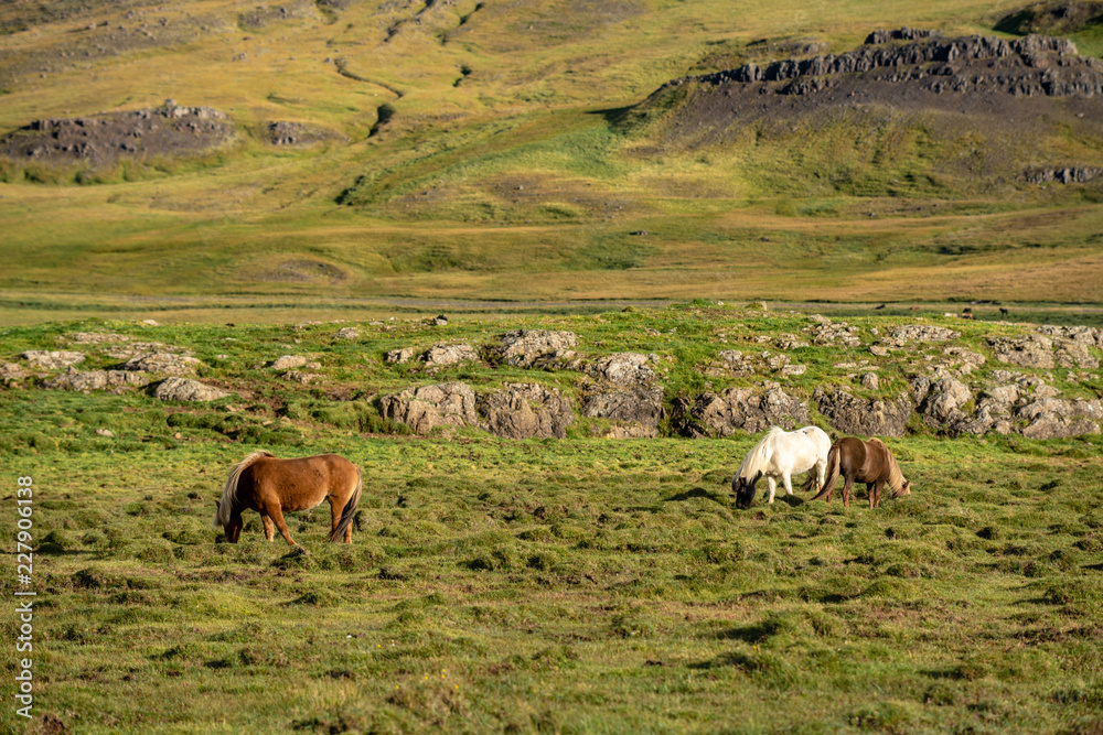Icelandic horses grazing free in a green valley