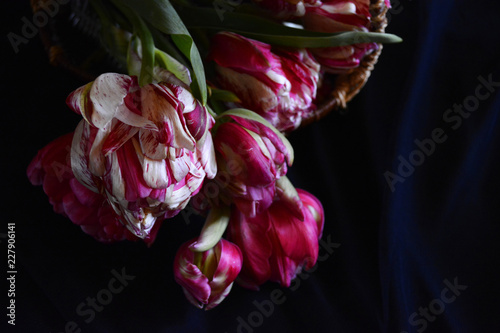 bouquet of tulips in a basket on a black background