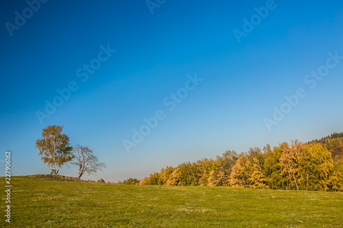Bright sunny evening autumn landscape with two solitary birch trees on horizon, green grass, yellow, orange and green forest in distance, clear blue, pink sky, copy space