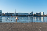 head of swan showing up behind quay wall at Alster Lake in Hamburg, Germany on sunny day
