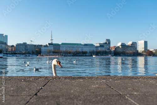 head of swan showing up behind quay wall at Alster Lake in Hamburg, Germany on sunny day