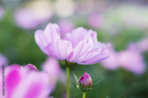 cosmos with blurred background.