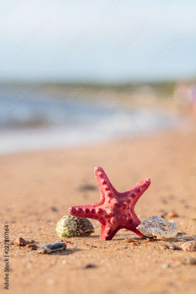 Summer beach in a tropical paradise with a seashell and starfish on golden sand. Summer beach in a tropical paradise with a seashell and starfish on golden sand.