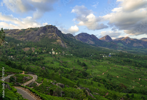 Tea Plantations in the hills