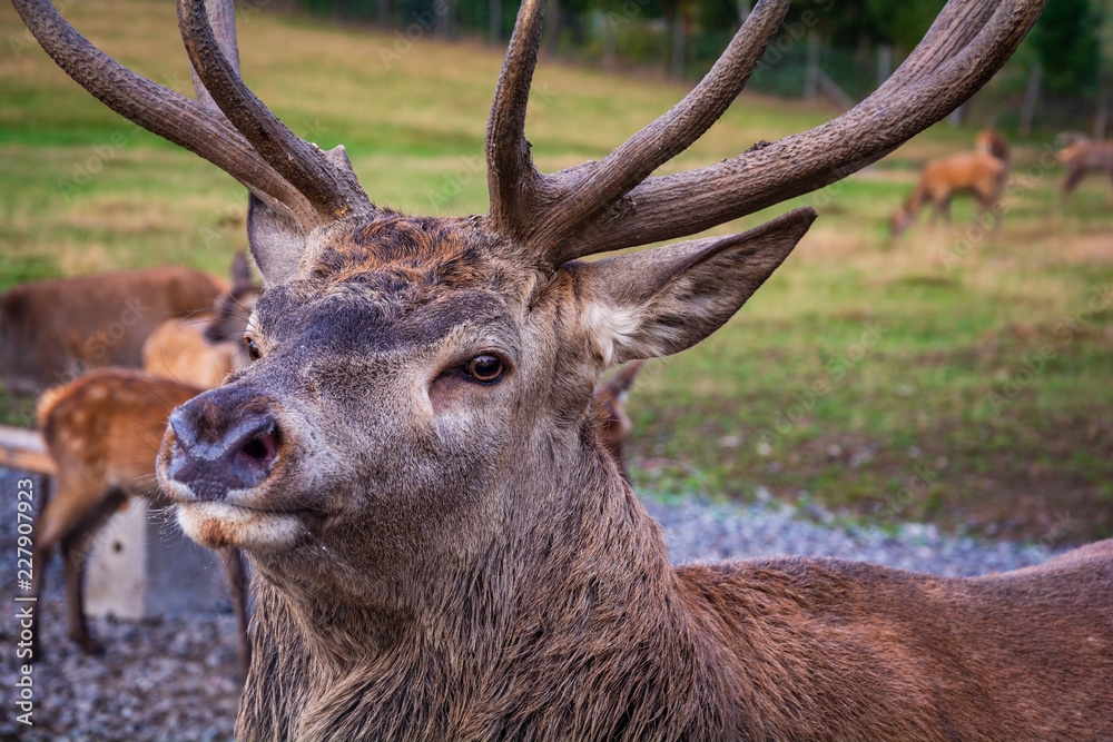 Obraz premium Deer Hirsch - Wild lebende Tiere