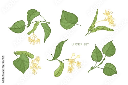 Bundle of elegant detailed botanical drawings of linden green leaves and blooming yellow flowers. Hand drawn parts of flowering tree, medicinal plant. Floral realistic illustration in vintage style.