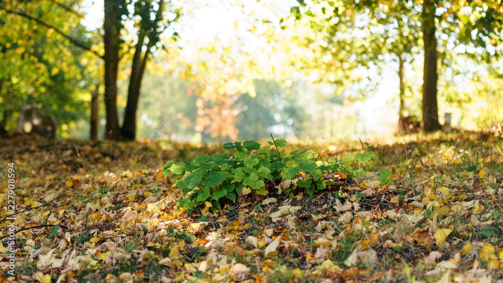 autumn in the park autumn in the park