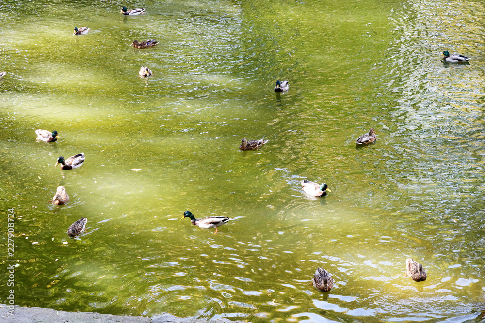 Pond with ducks in autumn park Pond with ducks in autumn park