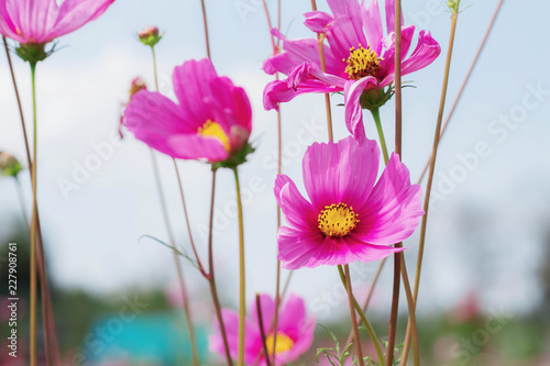 Pink cosmos with beautiful.