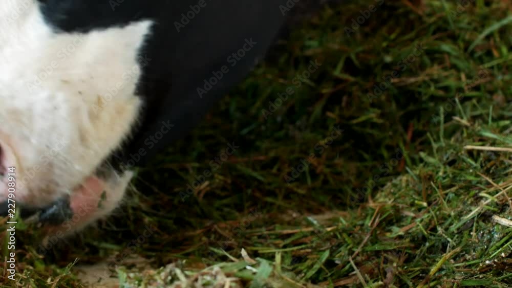 A black cow with white spots stands in the barn and eats grass silage, close-up, cow muzzle, cow food and farming, kine A black cow with white spots stands in the barn and eats grass silage, close-up, cow muzzle, cow food and farming, kine