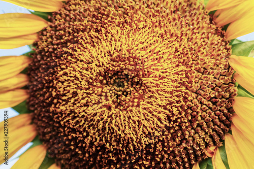 Sunflower with texture.