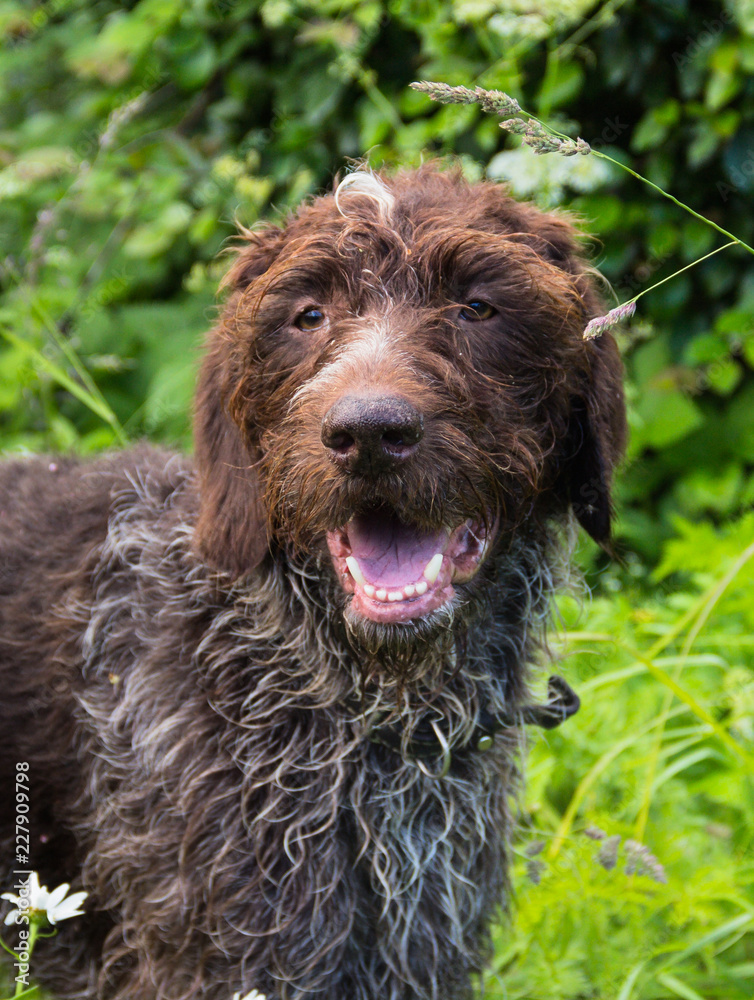 Fototapeta premium Dog in the Forest. Hunting Dog Drathhaart. 