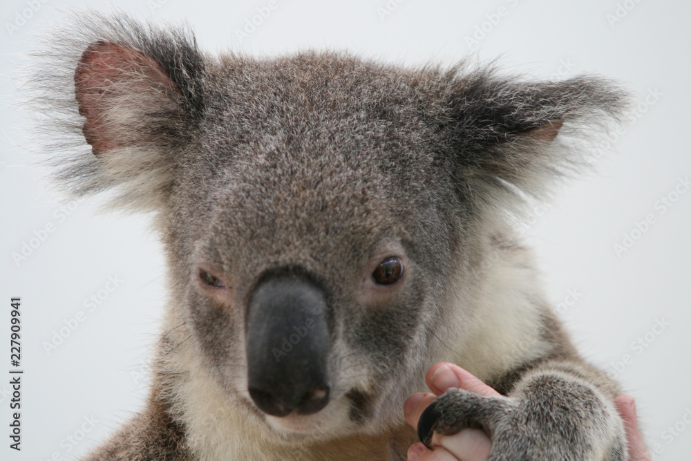 Koala portrait close-up Koala portrait close-up