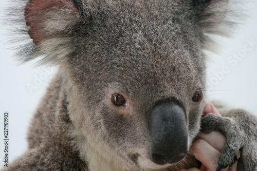 Fototapeta Naklejka Na Ścianę i Meble -  Koala holding human hand