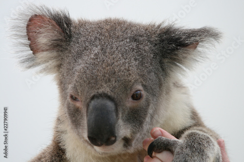 Koala portrait close-up