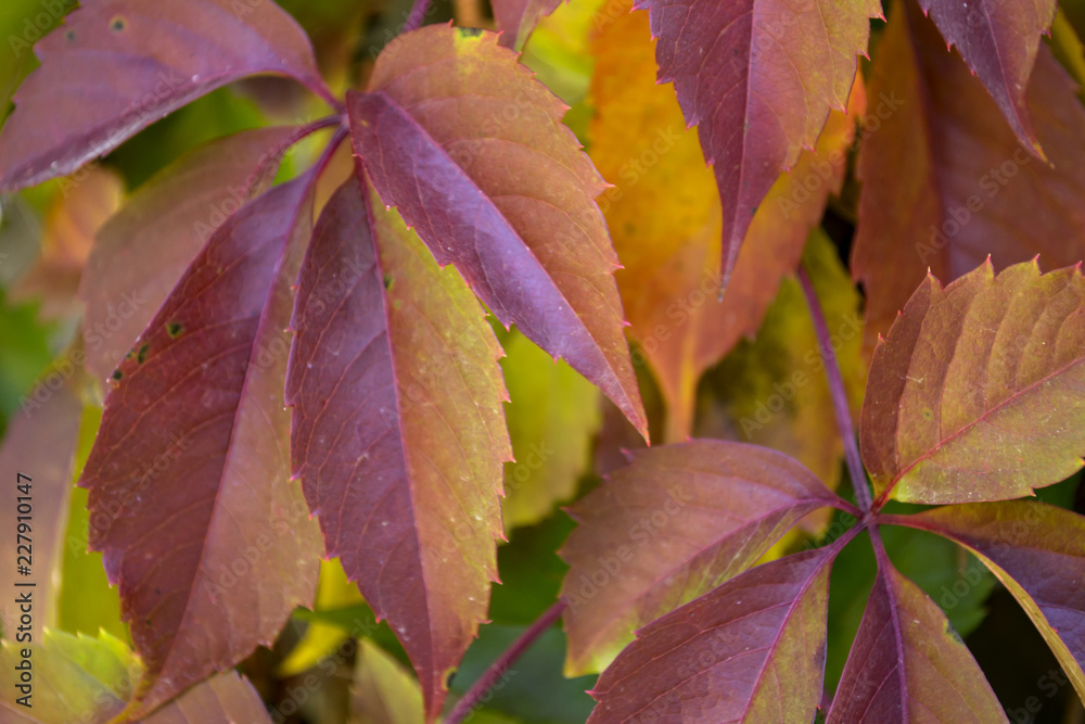 Obraz premium Colorful autumn leaves. Natural autumn pattern.