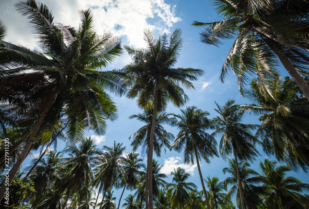 Looking up palm tree. Palm trees on blue sky background with clouds. Palm grove.