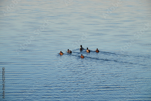 Ducks are swimming in the lake, autumn sunshine.