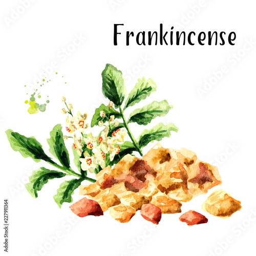 Fotografie Frankincense dhoop and Boswellia carterii Frankincense tree leaves with flowers