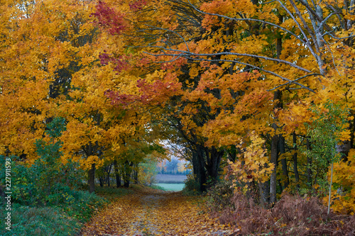 Beautiful Lithuanian autumn landscape  beautifully painted tree leaves.