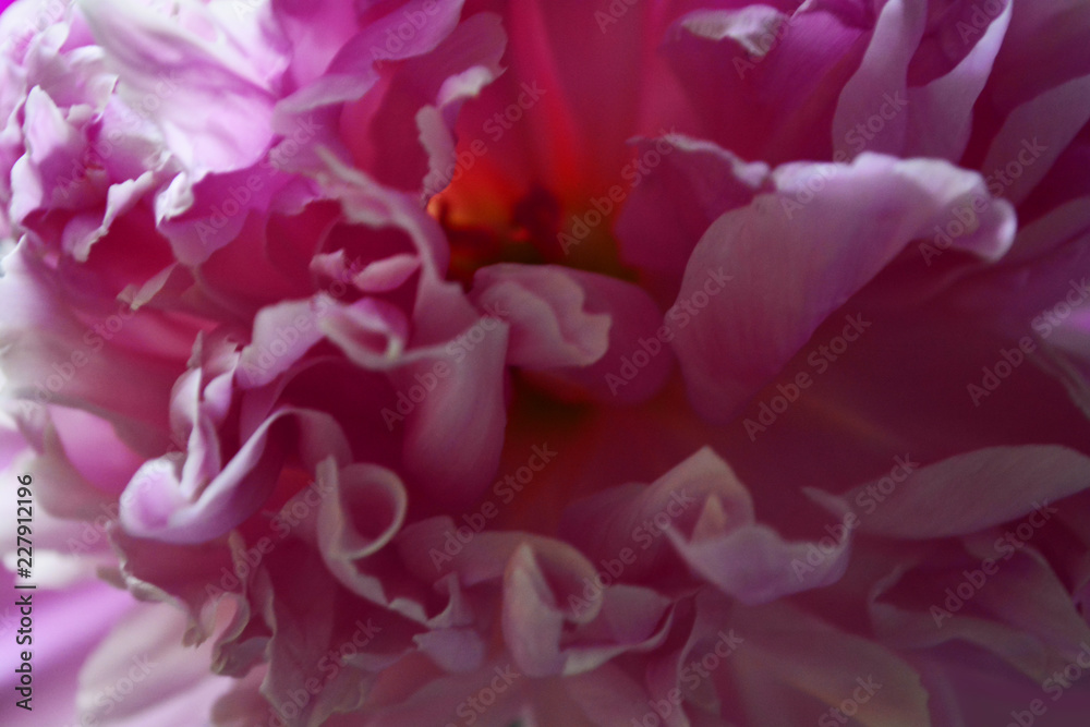 Obraz premium Pink peony petals closeup