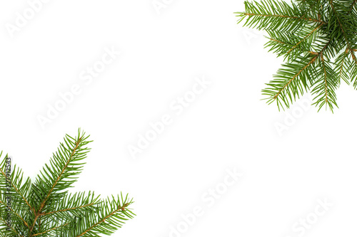 Branch of spruce on white background 