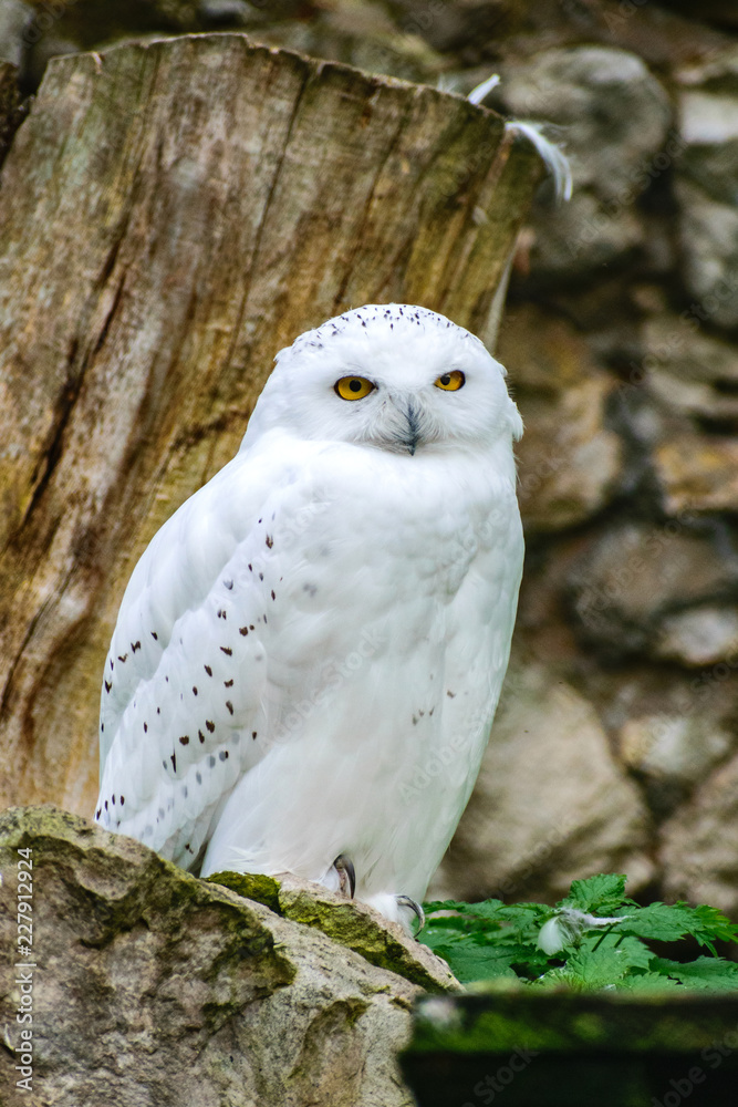 Fototapeta premium Grey owl in Moscow zoo