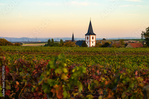 Weinreben im Herbst im Vordergrund, Kirchturm im Hintergrund. Standort: Deutschland, Rheinhessen, Westhofen