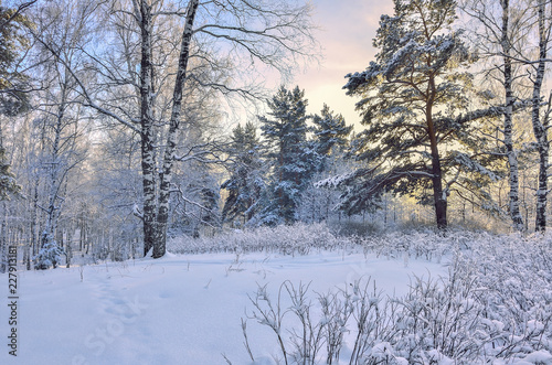 Beauty of winter nature -  frosty and snowy woodland landscape © rvo233
