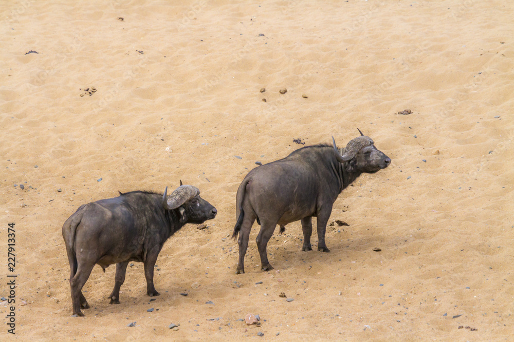 African buffalo in Kruger National park, South Africa ; Specie Syncerus caffer family of Bovidae African buffalo in Kruger National park, South Africa ; Specie Syncerus caffer family of Bovidae